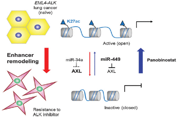 New research suggests cause of drug resistance in subset of lung cancer patients