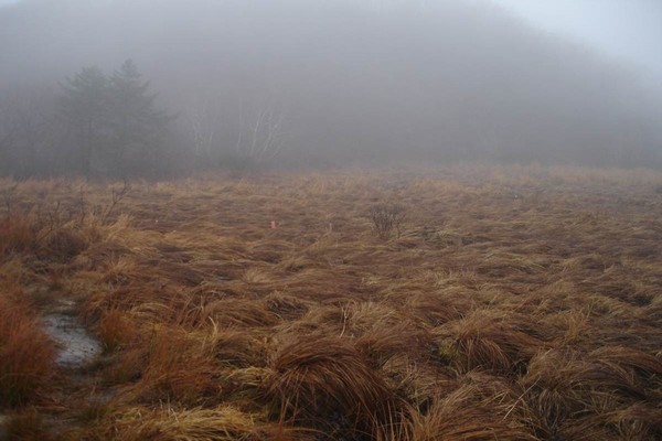 Bogs release more carbon when they’re alkaline