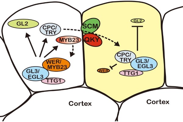 A QUIRKY twist of fate: understanding epidermis cell differentiation in plants