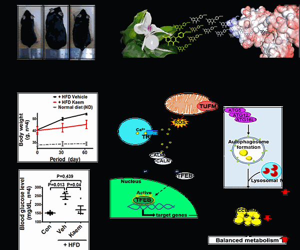 Going Green: Natural Compound Kaempferide Could be Promising for Treating Metabolic Disorders