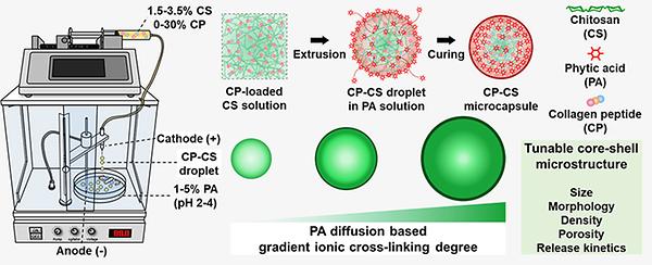 An Edible Collagen Capsule Showing Groundbreaking Improvements in Dermal Delivery