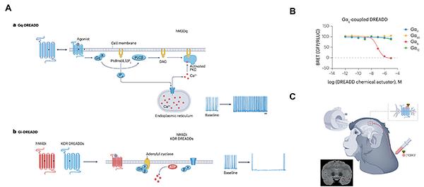 DREADD Technology to Control Neuronal Activity