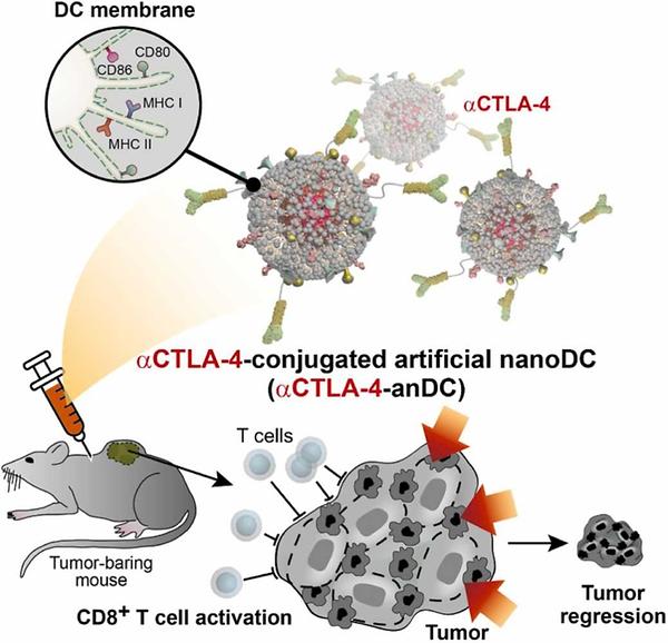 A Next-generation Cancer Immunotherapy Platform Developed