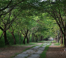 호수꽃길